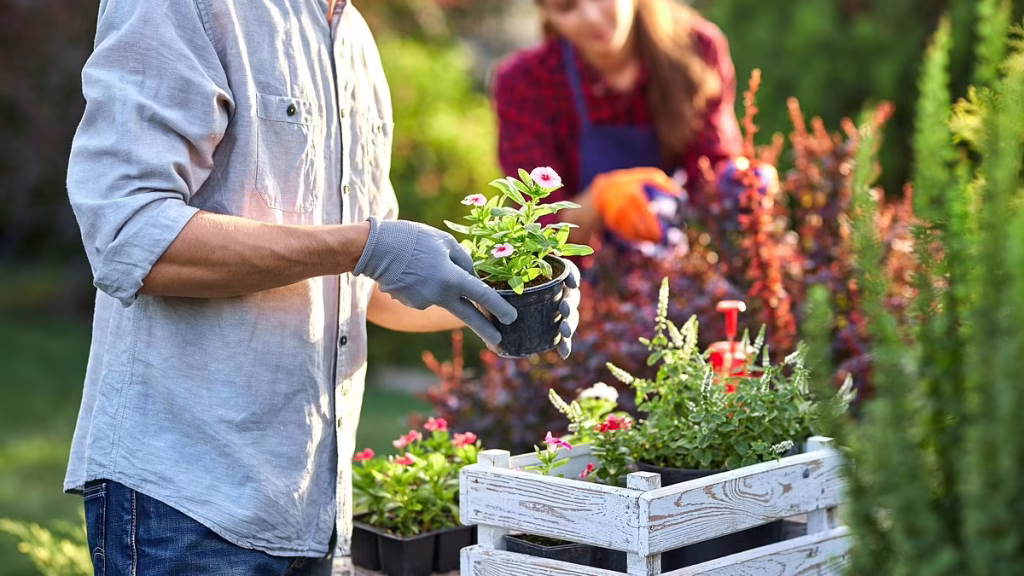 Greatest Gardening Plan
