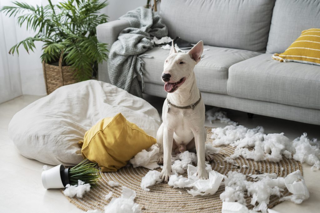 Pet-Proofing 