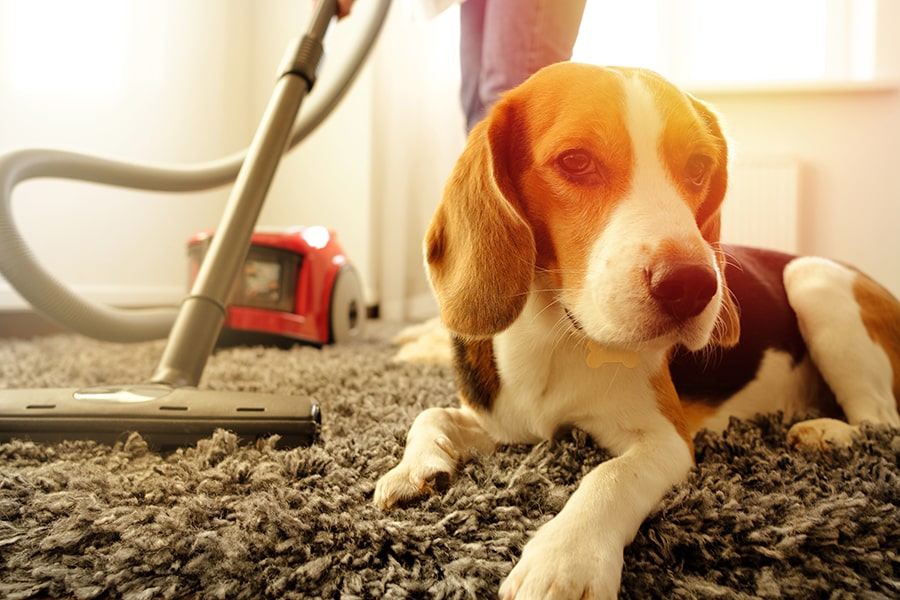 Pet-Proofing 
