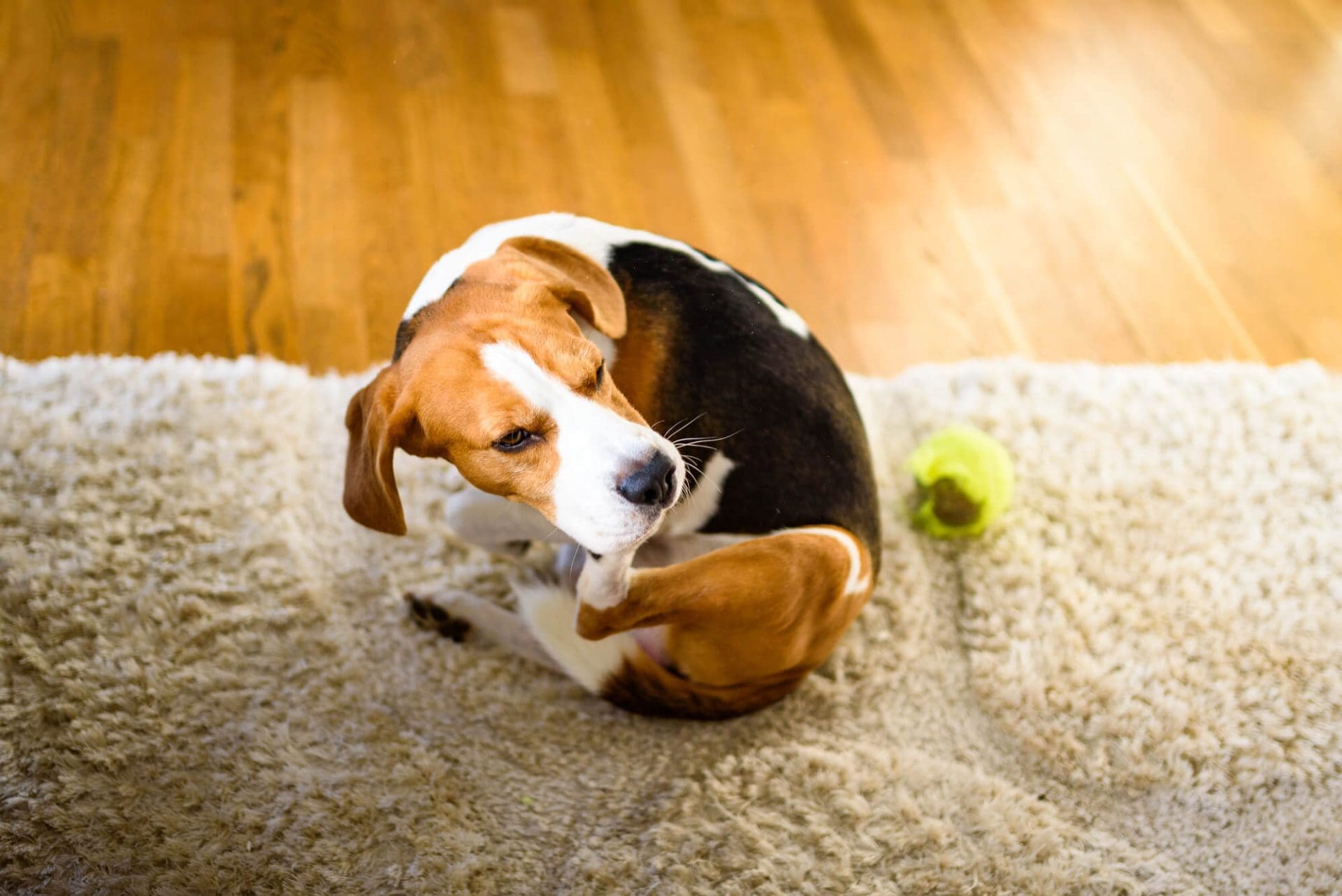 Pet-Proofing