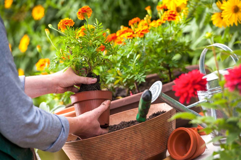 Greatest Gardening Plan